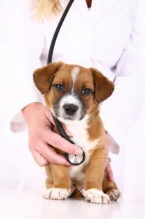 Vet holding a puppy with a doctor stethoscope